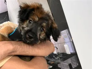 Cachorro raça SRD-ViraLata idade 2 a 6 meses nome Zeca
