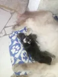 não tem 