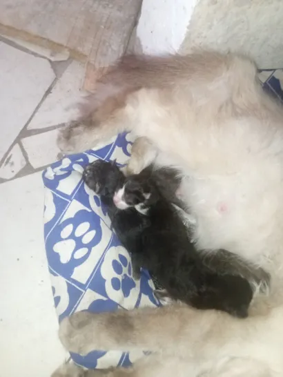 Gato raça SRD-ViraLata idade Abaixo de 2 meses nome não tem 
