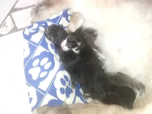 Gato raça SRD-ViraLata idade Abaixo de 2 meses nome não tem 