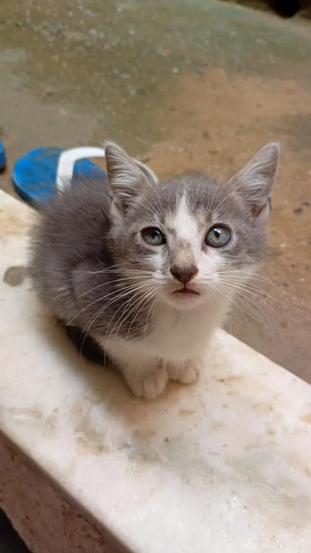 Gato raça SRD-ViraLata idade 2 a 6 meses nome Órion