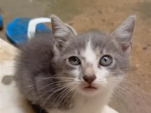 Gato raça SRD-ViraLata idade 2 a 6 meses nome Órion