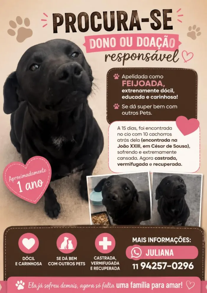 Cachorro raça SRD-ViraLata idade 1 ano nome Feijoada