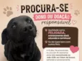 Feijoada