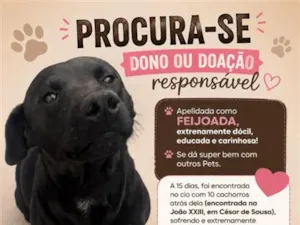 Cachorro raça SRD-ViraLata idade 1 ano nome Feijoada