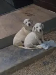 bob