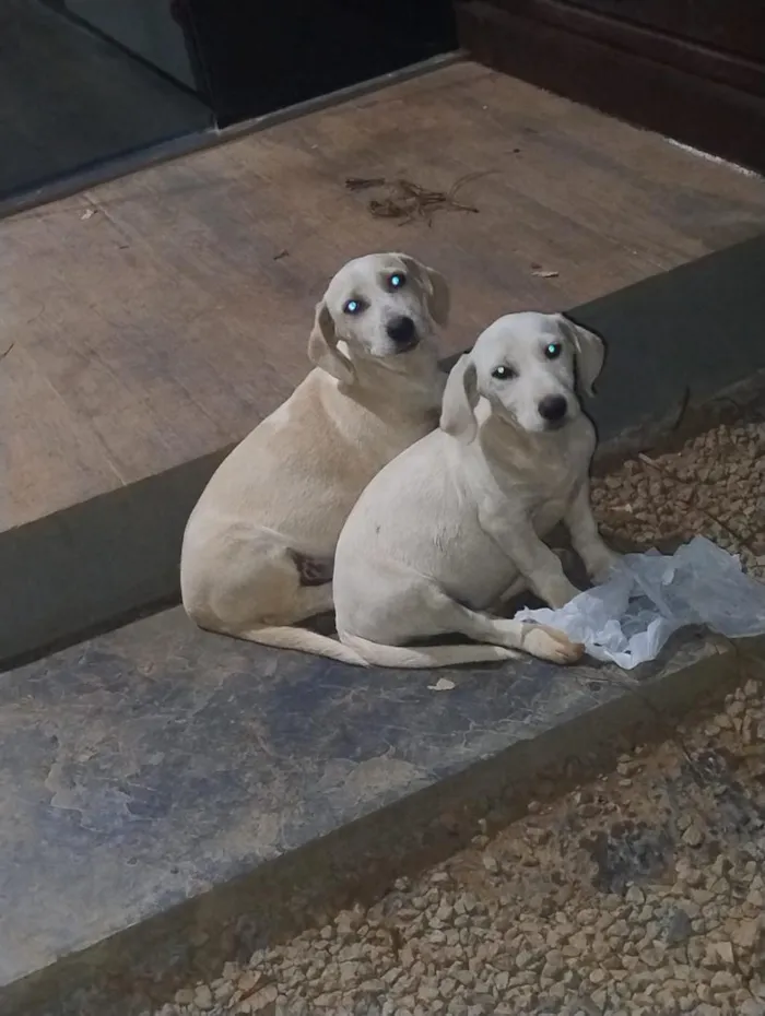 Cachorro raça Labrador idade 2 a 6 meses nome bob