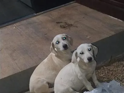 Cachorro raça Labrador idade 2 a 6 meses nome bob