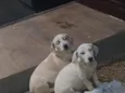 bob