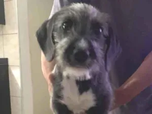 Cachorro raça SRD-ViraLata idade 7 a 11 meses nome Pantufa