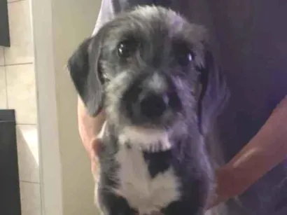Cachorro raça SRD-ViraLata idade 7 a 11 meses nome Pantufa