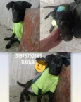 Sem nome a procura de um dono