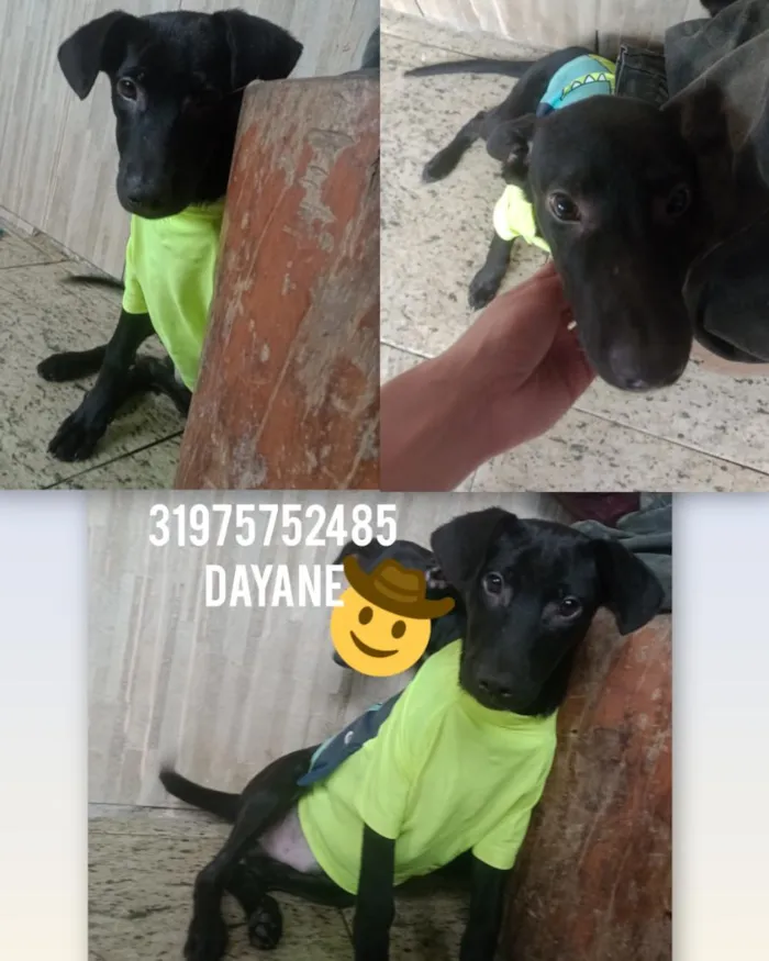 Cachorro raça SRD-ViraLata idade 7 a 11 meses nome Sem nome a procura de um dono