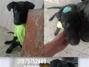 Cachorro raça SRD-ViraLata idade 7 a 11 meses nome Sem nome a procura de um dono