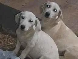 Cachorro raça Labrador idade 2 a 6 meses nome bob