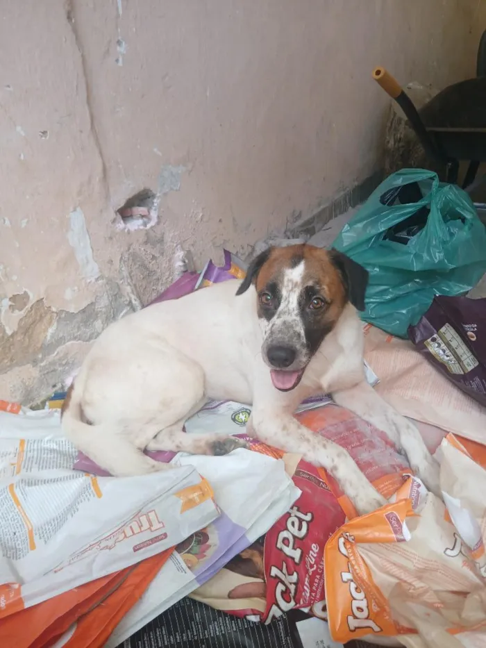 Cachorro raça SRD-ViraLata idade 2 anos nome mike