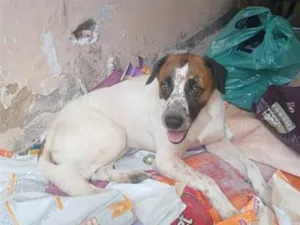 Cachorro raça SRD-ViraLata idade 2 anos nome mike