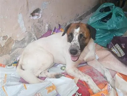 Cachorro raça SRD-ViraLata idade 2 anos nome mike