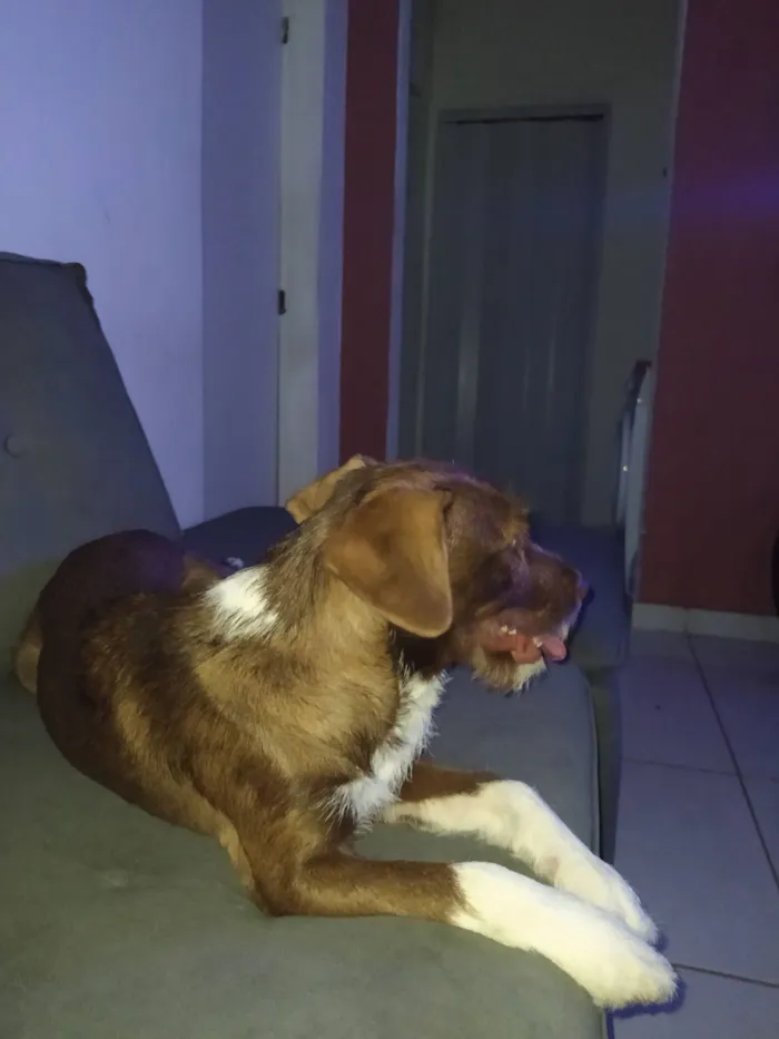 Cachorro raça SRD-ViraLata idade 2 a 6 meses nome Pandora