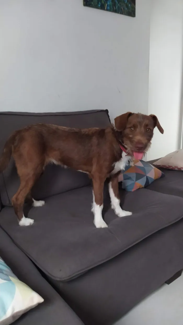 Cachorro raça SRD-ViraLata idade 2 a 6 meses nome Pandora