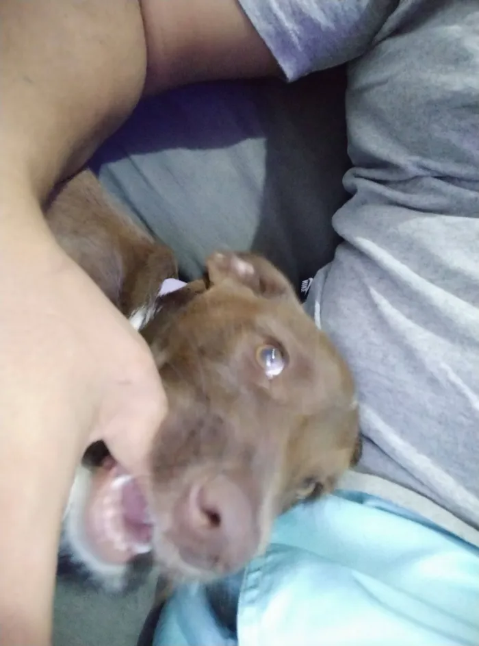 Cachorro raça SRD-ViraLata idade 2 a 6 meses nome Pandora