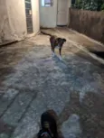 Pandora
