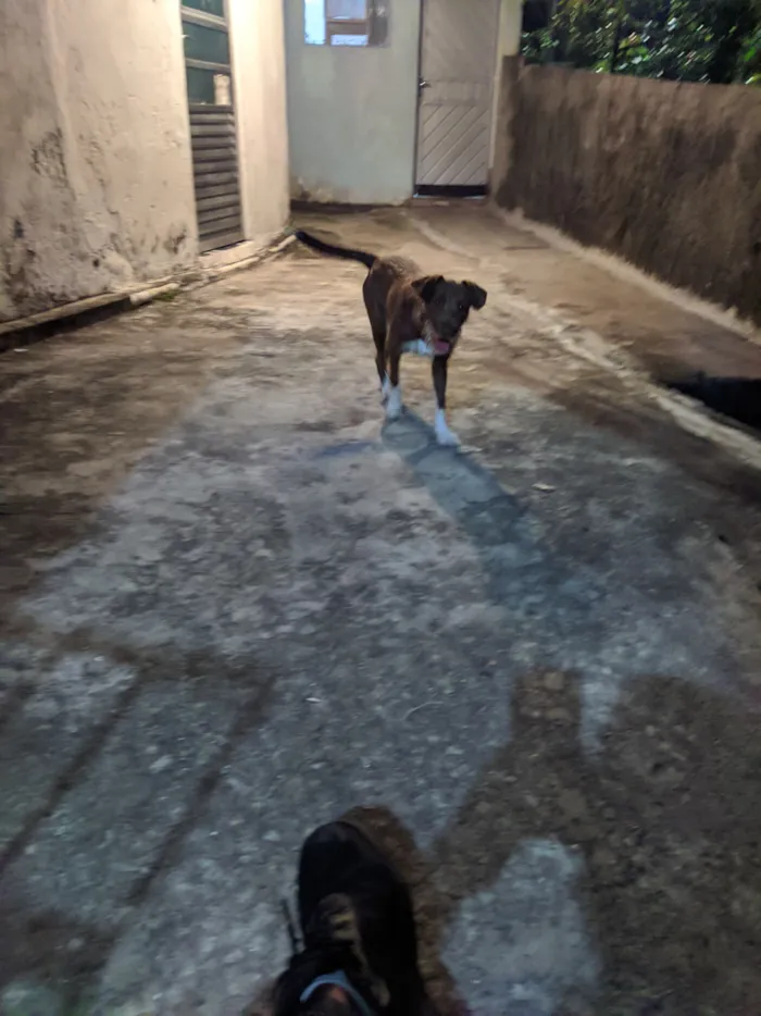 Cachorro raça SRD-ViraLata idade 2 a 6 meses nome Pandora