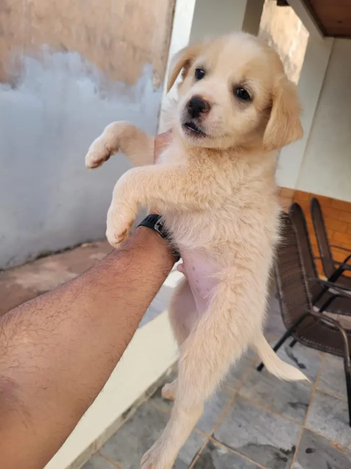Cachorro raça SRD-ViraLata idade Abaixo de 2 meses nome Fofucho