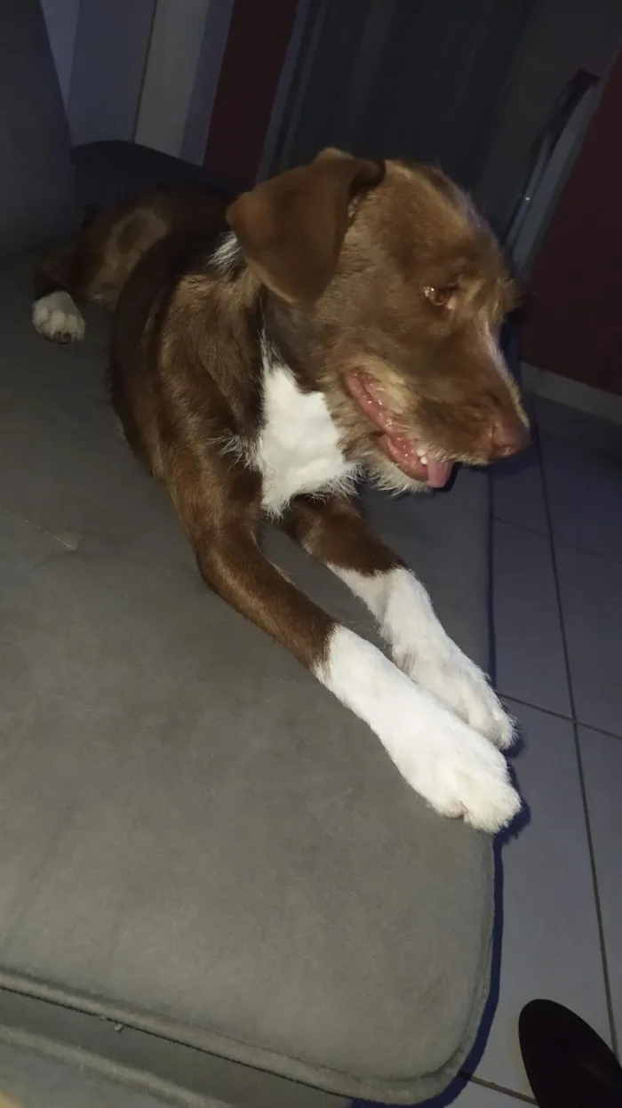 Cachorro raça SRD-ViraLata idade 2 a 6 meses nome Pandora 