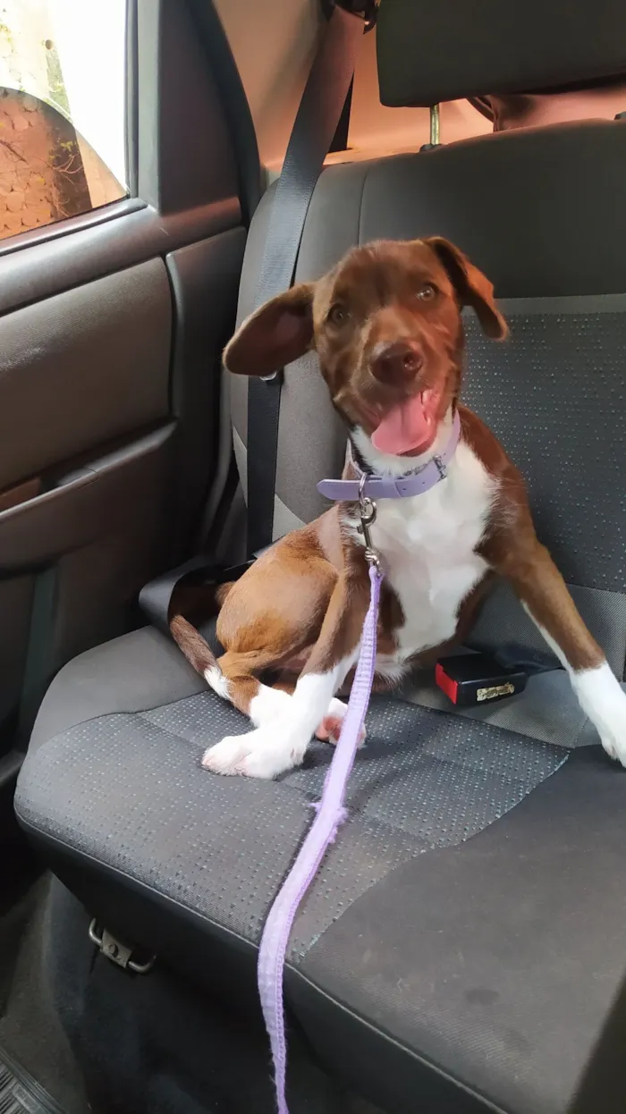 Cachorro raça SRD-ViraLata idade 2 a 6 meses nome Pandora 