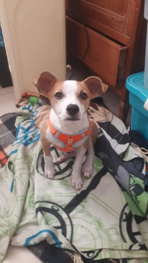 Cachorro raça SRD-ViraLata idade 2 a 6 meses nome Zé