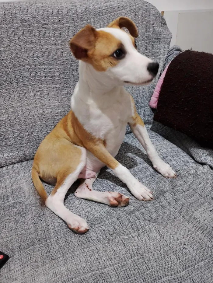 Cachorro raça SRD-ViraLata idade 2 a 6 meses nome Zé