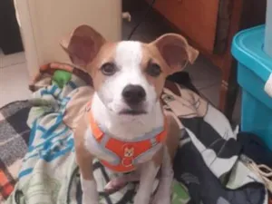 Cachorro raça SRD-ViraLata idade 2 a 6 meses nome Zé
