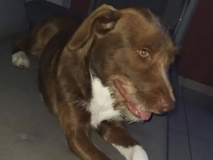Cachorro raça SRD-ViraLata idade 2 a 6 meses nome Pandora 