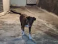 Pandora 