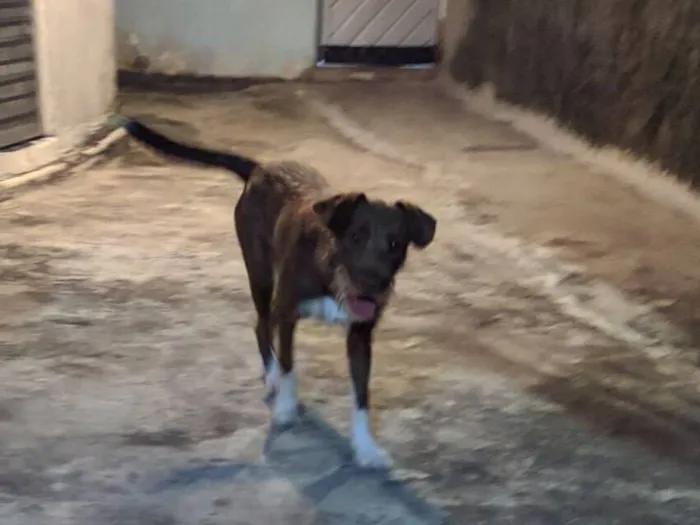 Cachorro raça SRD-ViraLata idade 2 a 6 meses nome Pandora 