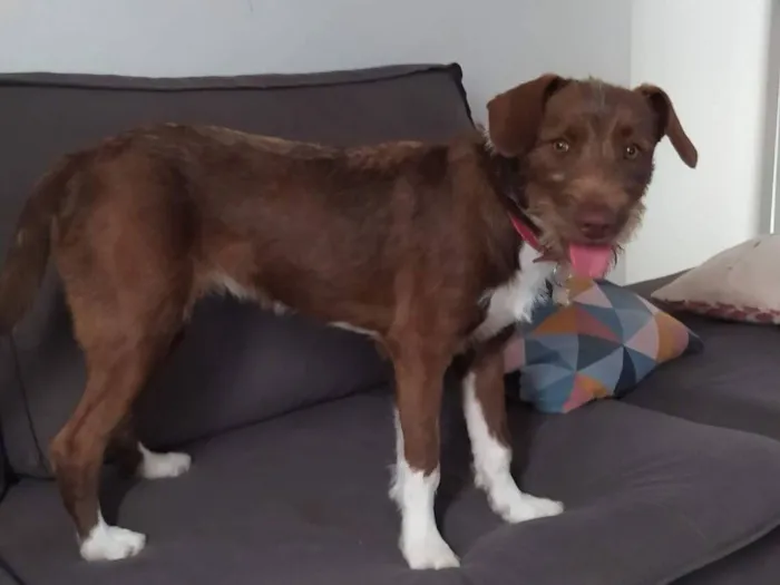 Cachorro raça SRD-ViraLata idade 2 a 6 meses nome Pandora 
