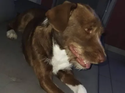 Cachorro raça SRD-ViraLata idade 2 a 6 meses nome Pandora 