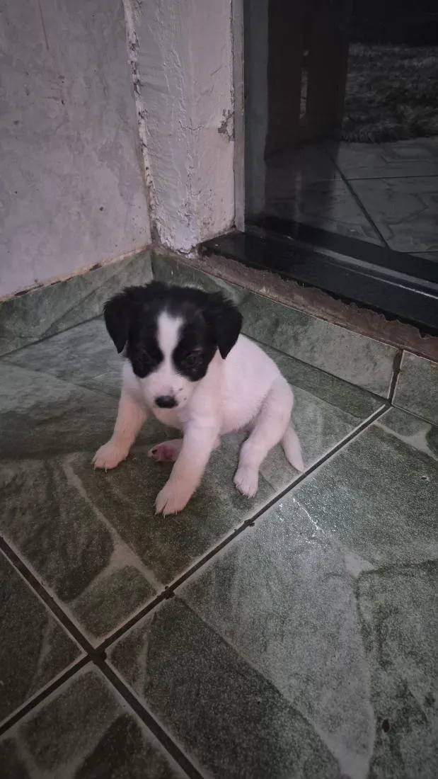 Cachorro raça SRD-ViraLata idade 2 a 6 meses nome branquinho 