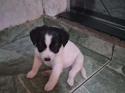 Cachorro raça SRD-ViraLata idade 2 a 6 meses nome branquinho 