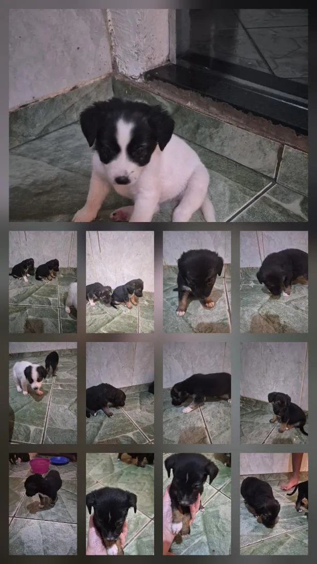 Cachorro raça SRD-ViraLata idade Abaixo de 2 meses nome bonitos