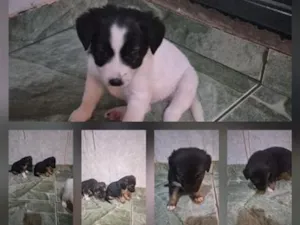 Cachorro raça SRD-ViraLata idade Abaixo de 2 meses nome bonitos