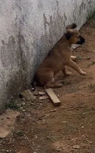 Cachorro raça SRD-ViraLata idade 2 a 6 meses nome Aisha