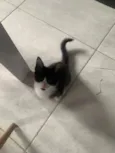 angel