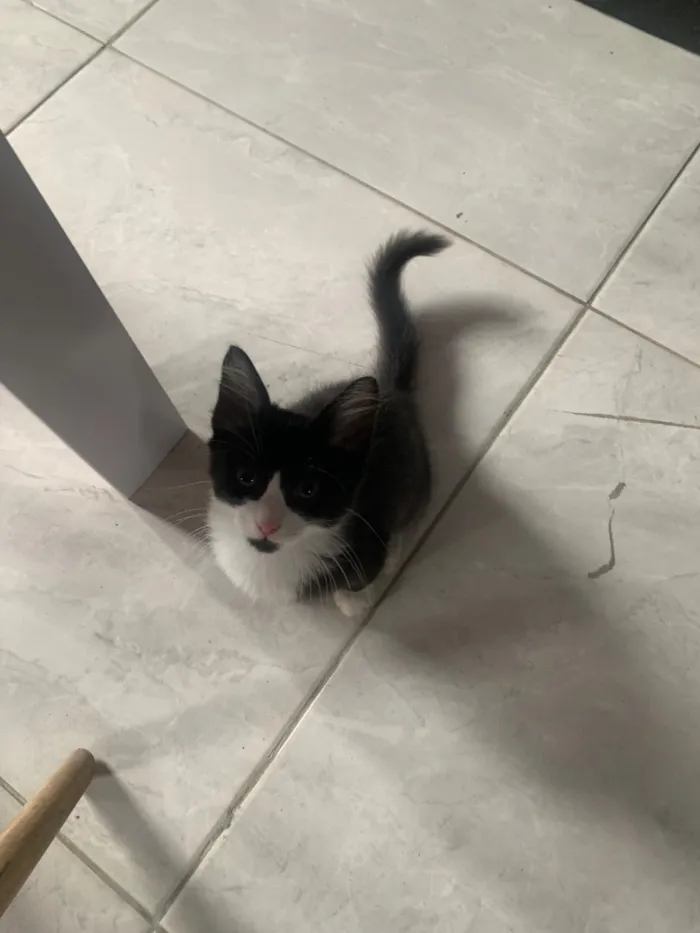 Gato raça SRD-ViraLata idade 2 a 6 meses nome angel