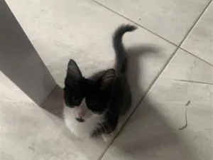 Gato raça SRD-ViraLata idade 2 a 6 meses nome angel