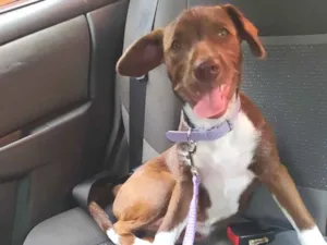Cachorro raça SRD-ViraLata idade 2 a 6 meses nome Pandora