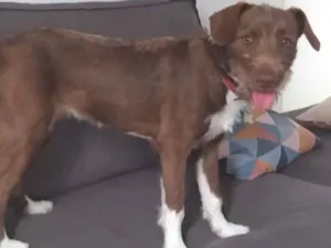 Cachorro raça SRD-ViraLata idade 2 a 6 meses nome Pandora 