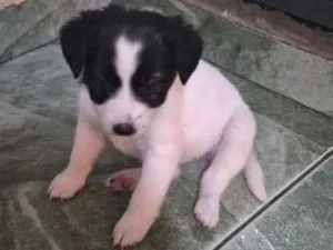 Cachorro raça SRD-ViraLata idade 2 a 6 meses nome branquinho 