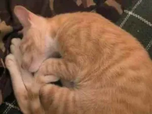 Gato raça SRD-ViraLata idade 2 a 6 meses nome ter apartamento